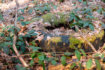 old tires in the forest, car tires in the woods
