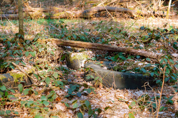 old tires in the forest, car tires in the woods
