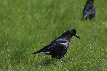 Dublin, Ireland, Eire, City, Travel