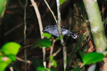 Sooretama Slaty-Antshrike male photographed in Guarapari, Espirito Santo - Southeast of Brazil. Atlantic Forest Biome. Picture made in 2007.