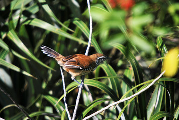 Rusty backed Antwren photographed in Guarapari, Espirito Santo - Southeastern Brazil. Atlantic Forest Biome. Record made in 2007.