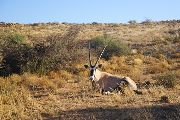 Namibie