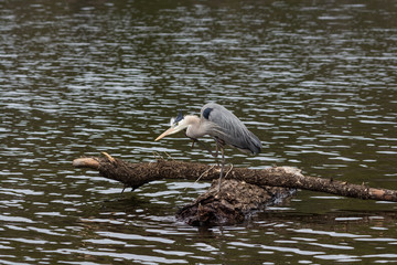 Great Blue Heron scratches feathers