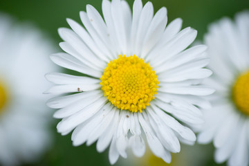 Obraz premium Macro photo of Daisy