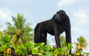 The Celebes crested macaque . Silhouette against the  sky background. Crested black macaque, Sulawesi crested macaque, celebes macaque or the black ape.  Natural habitat. Sulawesi. Indonesia.