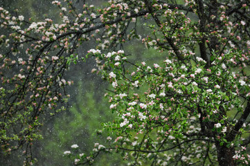 Fototapeta na wymiar Snow Falling on Blooming Tree. May in Central Europe.