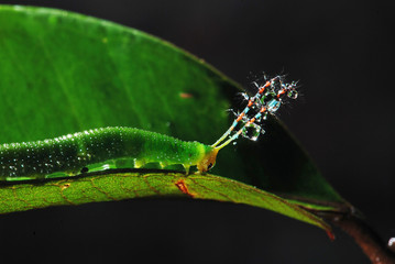 Caterpillar photographed in Guarapari, Espirito Santo. Picture made in 2007.