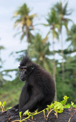 The Celebes crested macaque . Crested black macaque, Sulawesi crested macaque, sulawesi macaque or the black ape.  Natural habitat. Sulawesi Island. Indonesia.