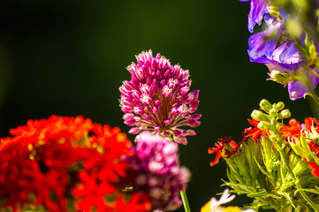 a bouquet of bright spring flowers of various types