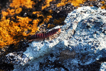  Scolopendra photographed in Guarapari, Espirito Santo. Picture made in 2007