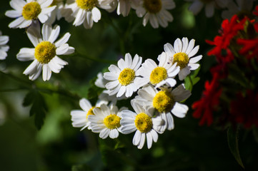 a bouquet of bright spring flowers of various types