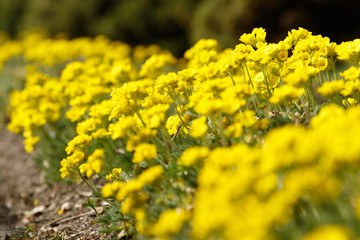 Obraz premium yellow flowers