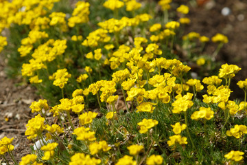 yellow flowers