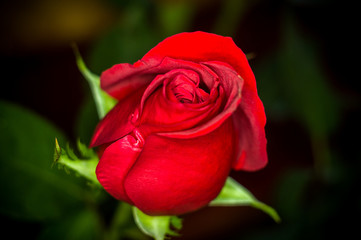 Beautiful Red Rose flower. Nature. close up, selective focus