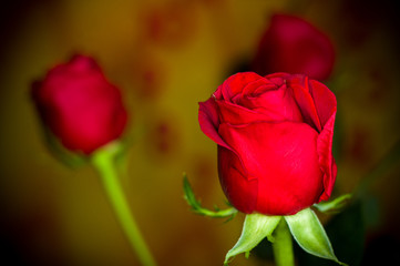 Beautiful Red Rose flower. Nature. close up, selective focus