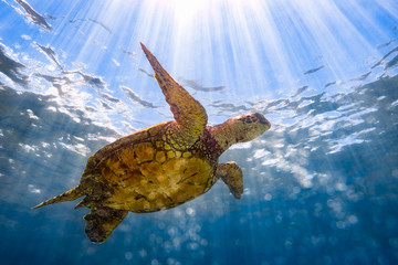 Graceful Honu