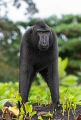 The Celebes crested macaque . Crested black macaque, Sulawesi crested macaque, sulawesi macaque or the black ape.  Natural habitat. Sulawesi Island. Indonesia.