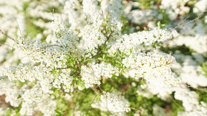 Beautiful apple tree branch with sun