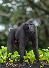 Fototapeta premium The Celebes crested macaque . Crested black macaque, Sulawesi crested macaque, sulawesi macaque or the black ape. Natural habitat. Sulawesi Island. Indonesia.