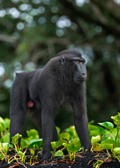 The Celebes crested macaque . Crested black macaque, Sulawesi crested macaque, sulawesi macaque or the black ape.  Natural habitat. Sulawesi Island. Indonesia.
