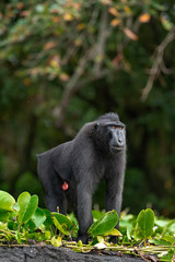 The Celebes crested macaque . Crested black macaque, Sulawesi crested macaque, sulawesi macaque or the black ape.  Natural habitat. Sulawesi Island. Indonesia.
