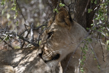 Lion d'Afrique