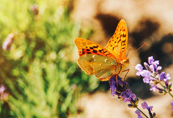 Butterfly on the lavender flowers sunny summer picture
