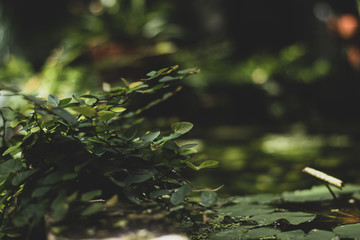 Ivy leaves in close focus with greenhouse plants in soft background