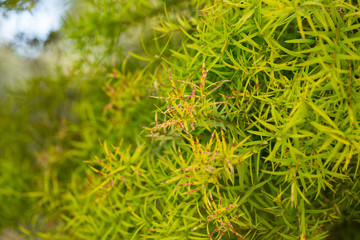 Close-up of Melaleuca linariifolia plant