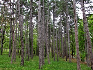 Fototapeta premium trees in the forest