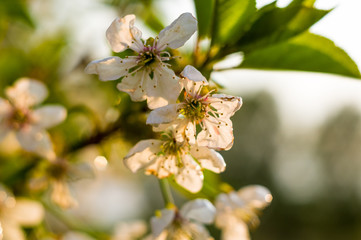 Background blooming beautiful white cherries in raindrops on a sunny day in early spring close up, soft focus