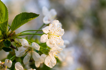 Background blooming beautiful white cherries in raindrops on a sunny day in early spring close up, soft focus