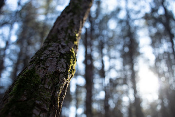 Obraz premium Close up of tree with moss on bark and forest canopy view in soft background