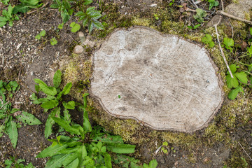 Stump covered with moss .Wood texture. Stump in the forest.