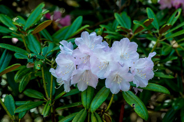 神角寺のシャクナゲ