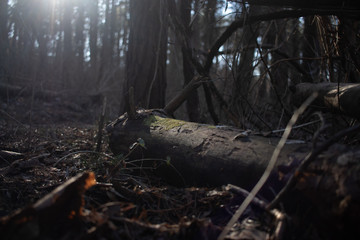 Soft light during sunrise in a forest by a tree with moss