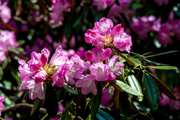 神角寺のシャクナゲ