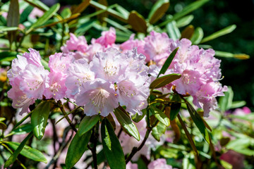 神角寺のシャクナゲ