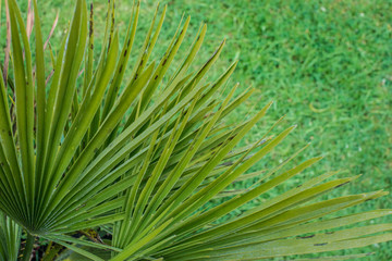 Tropical leaf on a green background. Palm leaf.
