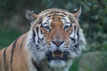 Tiger frontal Porträt