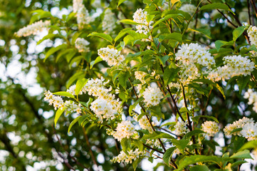Background of blooming beautiful flowers of white bird cherry in raindrops on a sunny day in early spring close up, soft focus