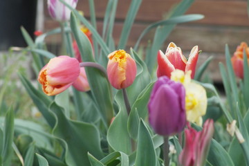 Bl&uuml;hende Tulpen