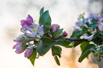 Obraz premium Background of blooming beautiful flowers of apple on a sunny day in early spring close up, soft focus
