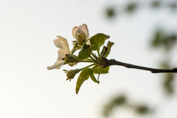 Background of blooming beautiful flowers of apple on a sunny day in early spring close up, soft focus