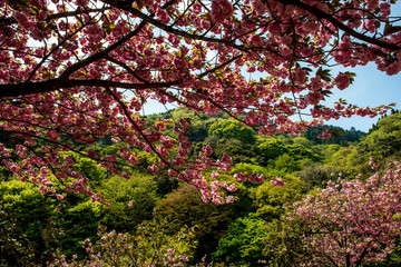 えぼし公園の八重桜
