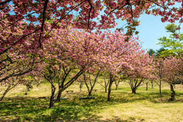 Fototapeta premium えぼし公園の八重桜