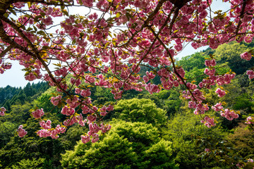 えぼし公園の八重桜
