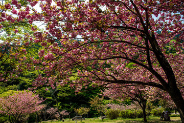 えぼし公園の八重桜