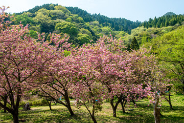 えぼし公園の八重桜