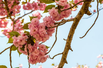 えぼし公園の八重桜